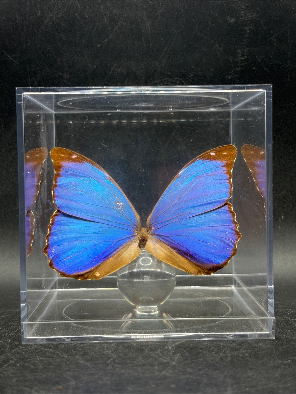 Blue Morpho Butterfly Specimen Insect Acrylic Display Box Entomology Display